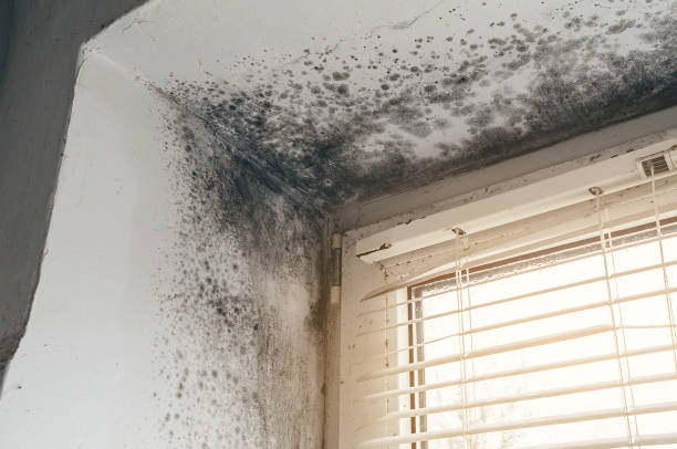 Affordable Basement Mold Removal solutions in Grandville, MI